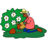 plantflowers.jpg